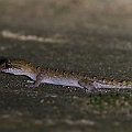 Nactus cheverti ? <br />Canon EOS 6D + EF400 F5.6L + SPEEDLITE 580EXII + Better Beamer
